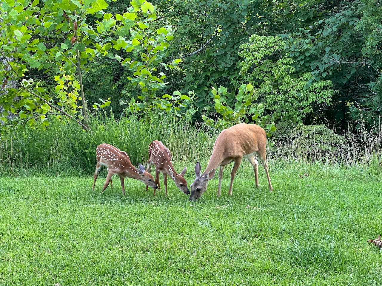 Wildlife sightings, including deer, are common throughout Innsbrook.