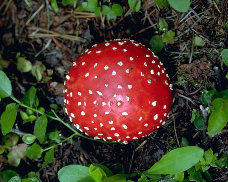 red and white amanita