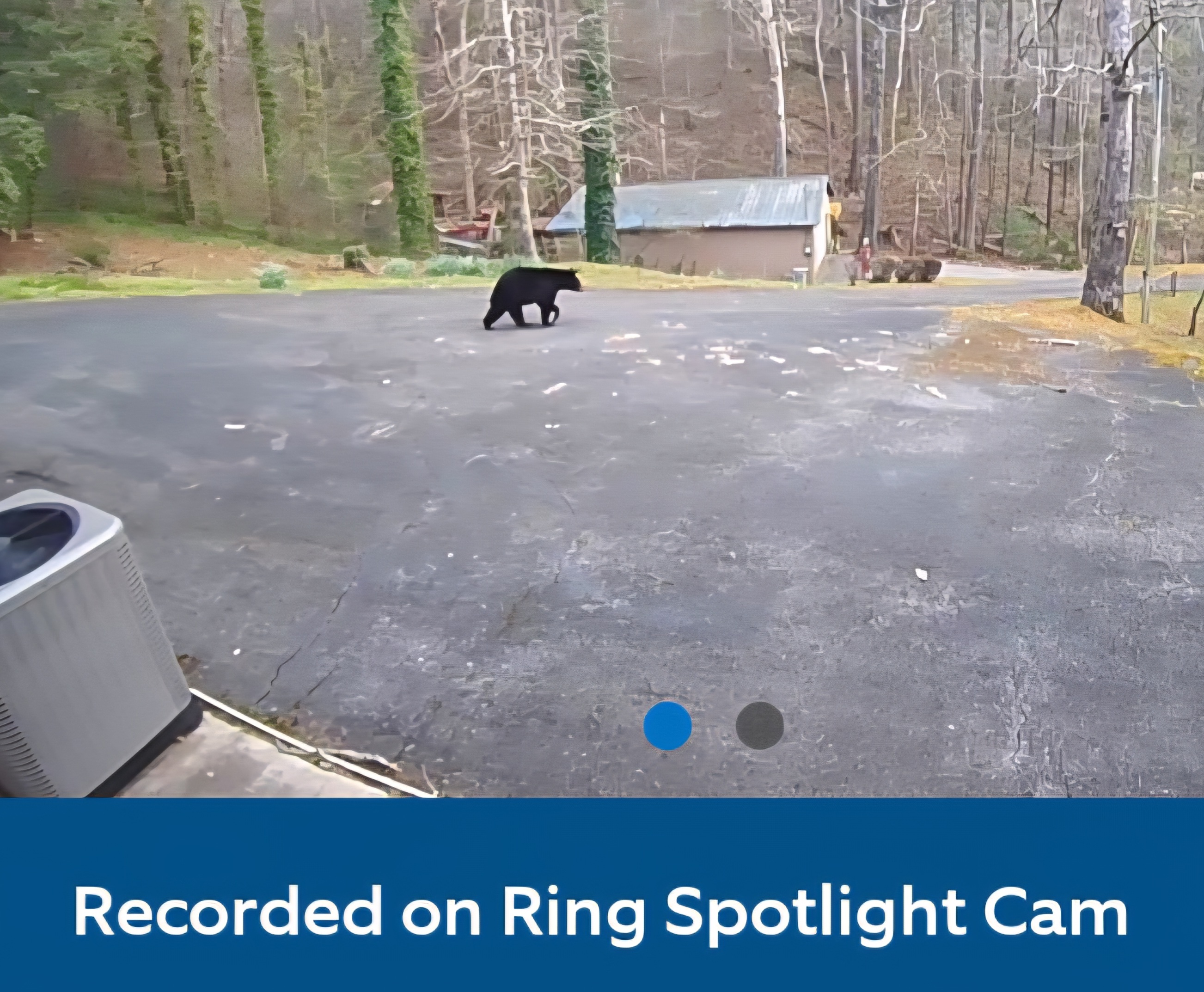 The bears are waking up and visiting the neighborhood!