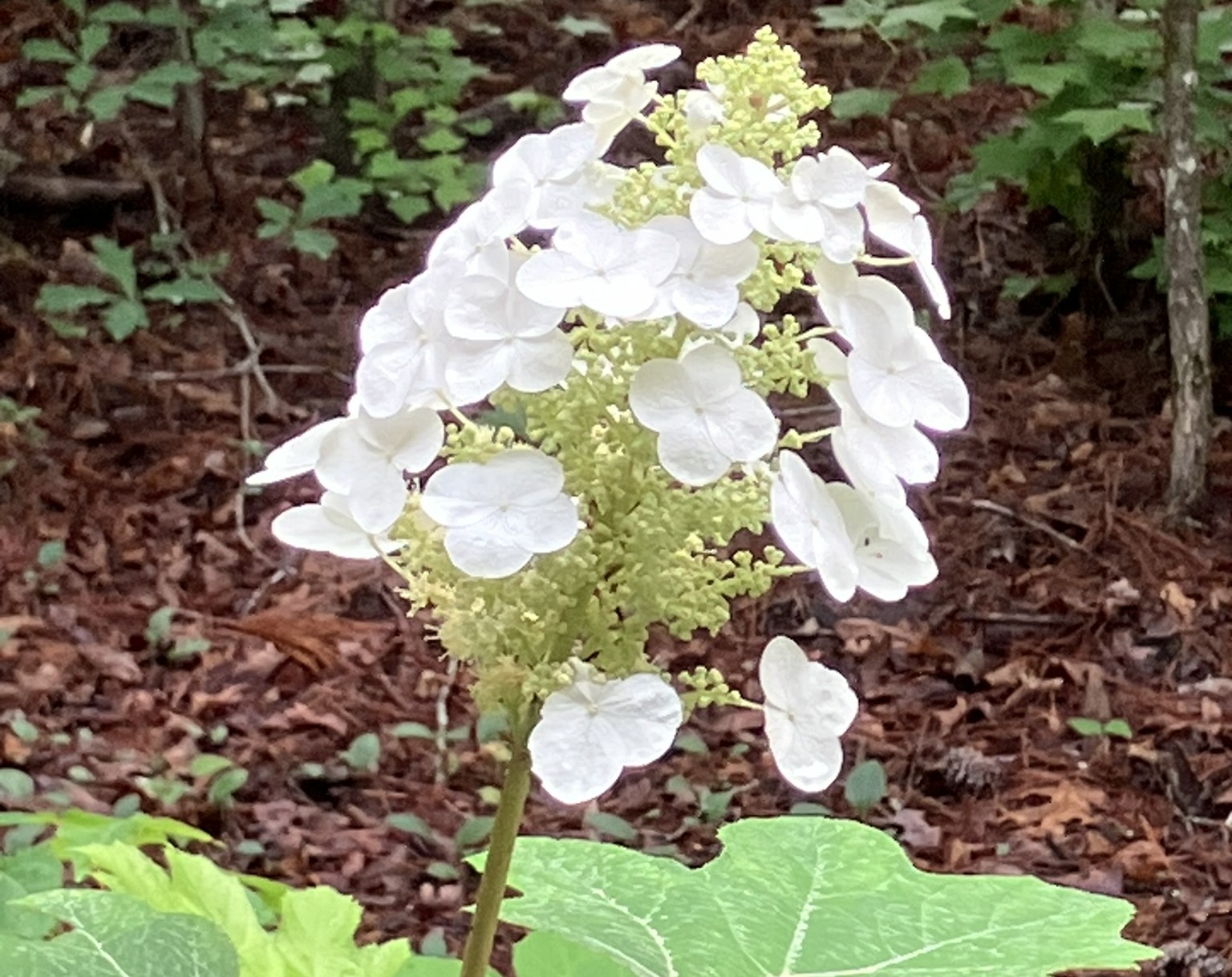 Wild Hydrangea
