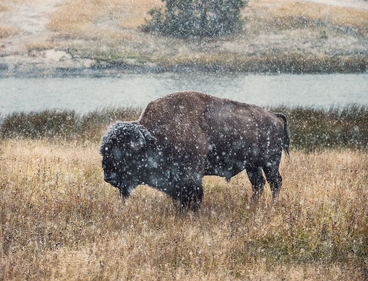 Yellowstone National Park only 30 min drive.