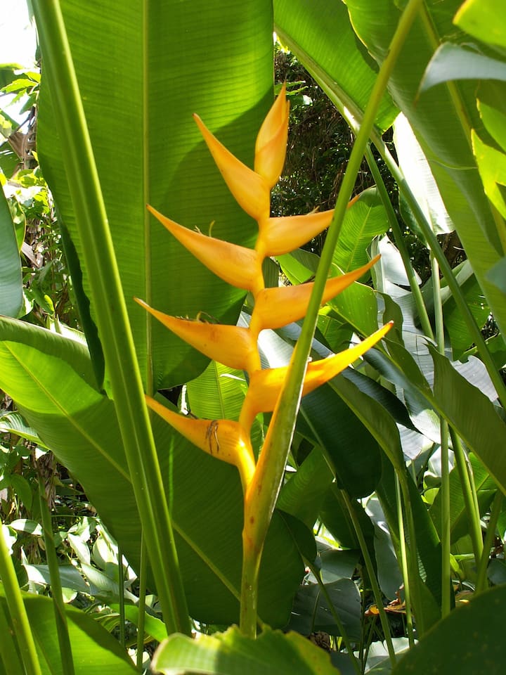 Heliconia - yellow