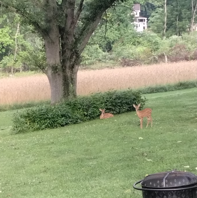 A quiet moment shared with some of our favorite local visitors