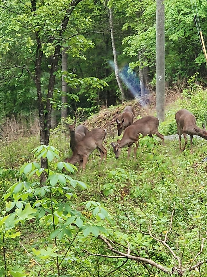 Some morning visitors.