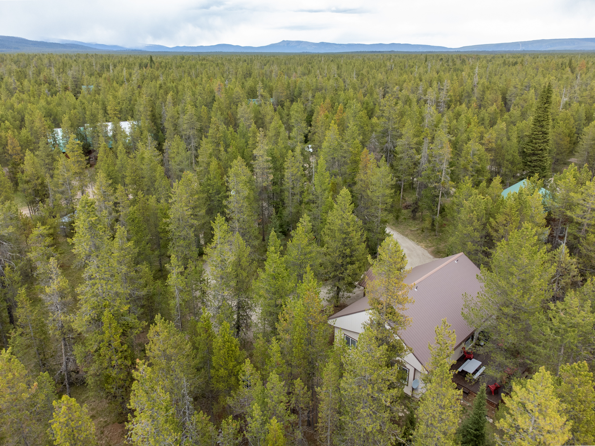 Drone view in the thick of the pines