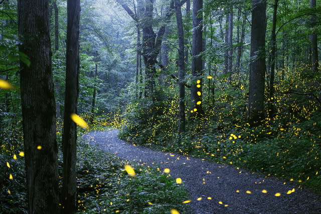 synchronous fireflies smokies