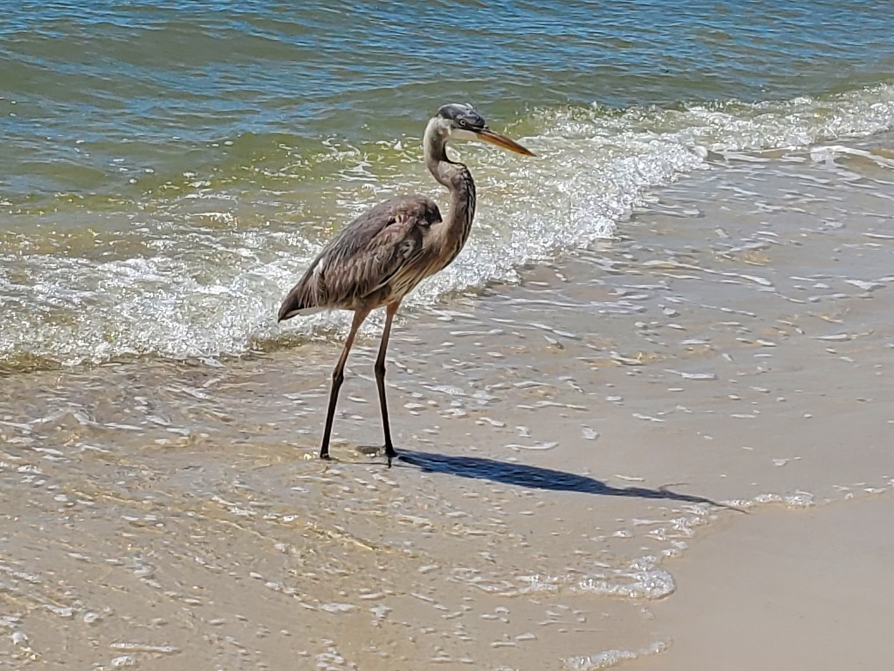 Just Strolling Along