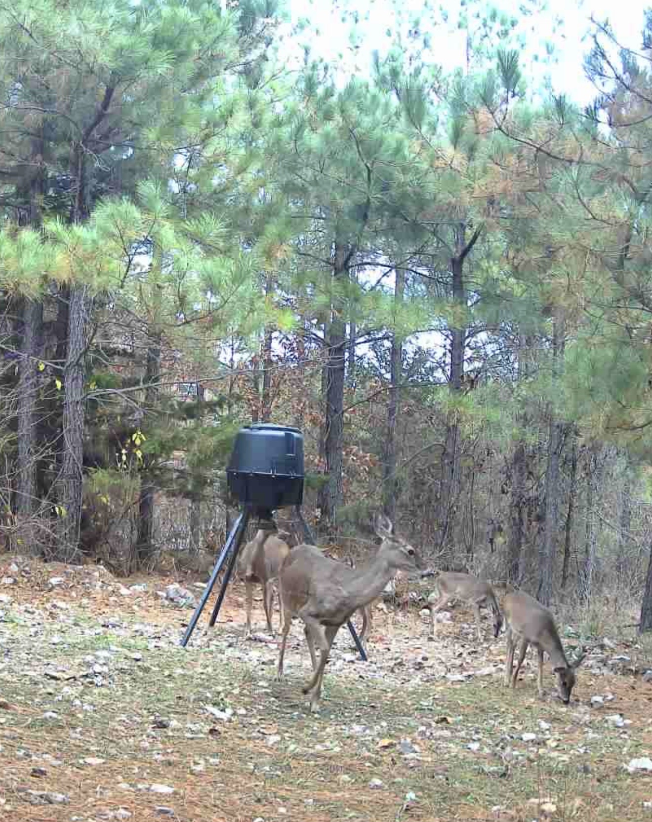Enjoy up-close wildlife views at our cabin — watch peaceful deer gather at the feeder right from the deck