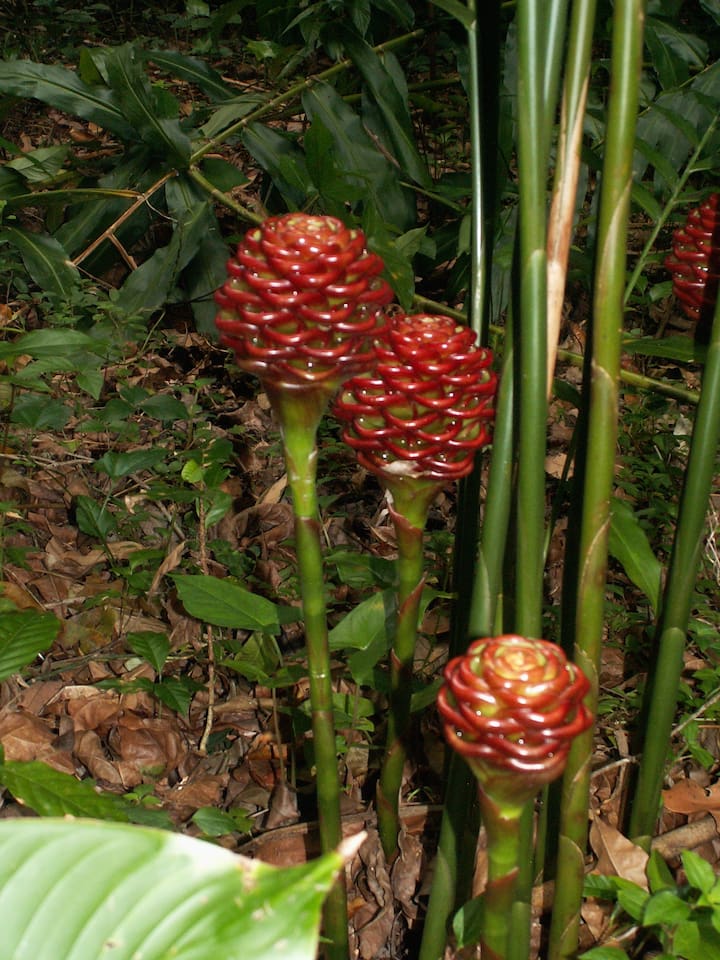 Torch Ginger