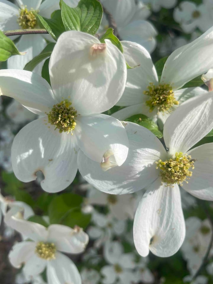 Dogwood blossoms steal the show in the month of April.  Countless dogwood trees are scattered throughout our property. 