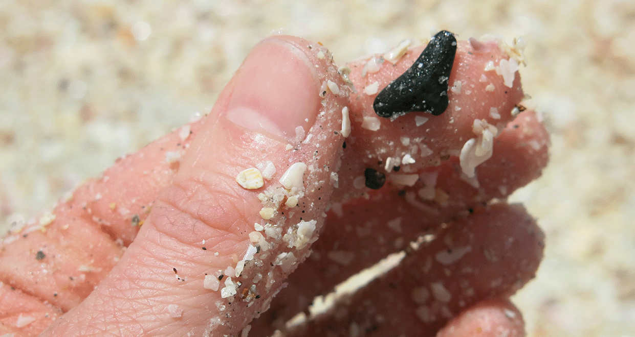 Shark's tooth on the shoreline of Manasota Key Beach in Florida.