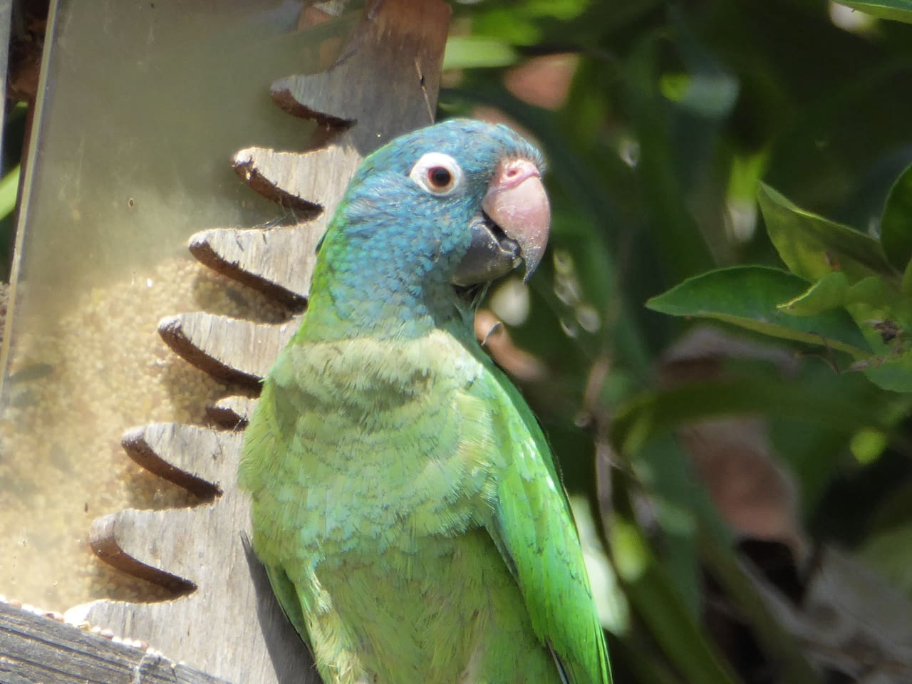 From time to time wild parrots stop by