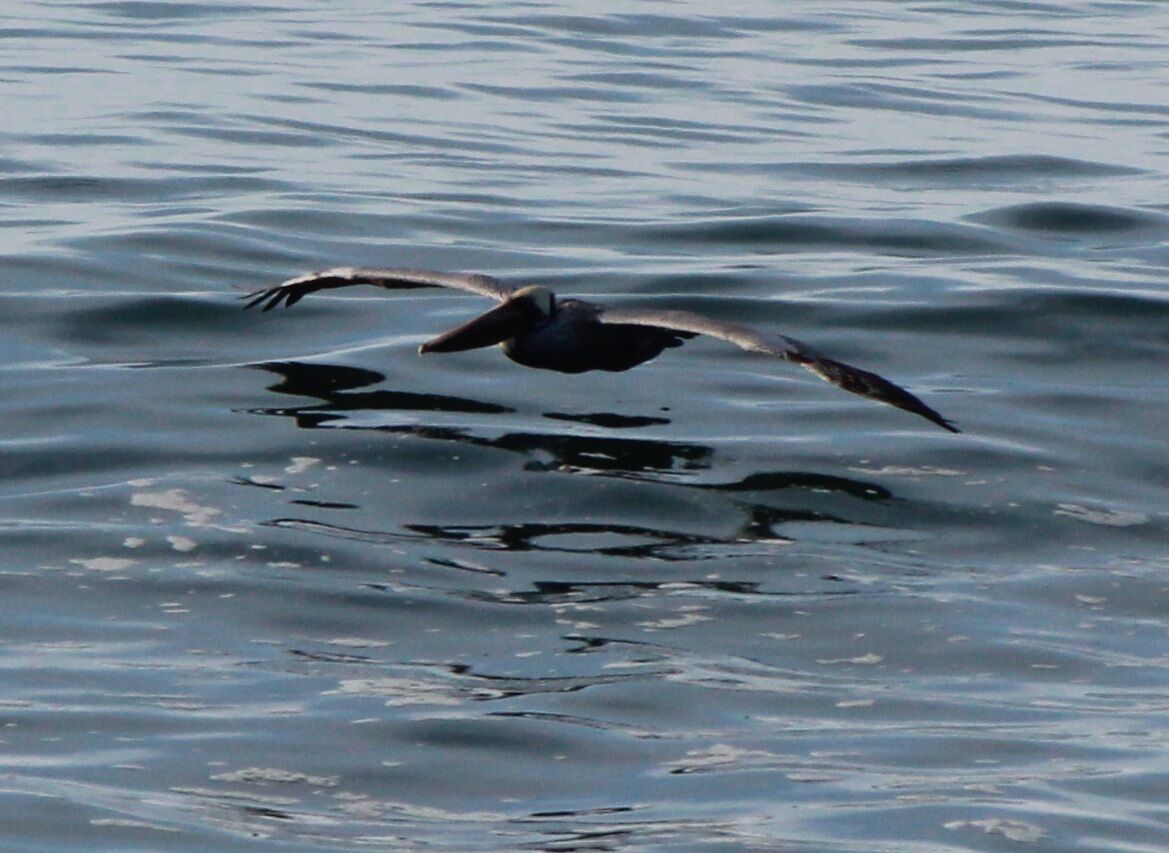 Las Gaviotas Pelican
