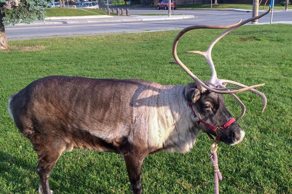 Star the Reindeer