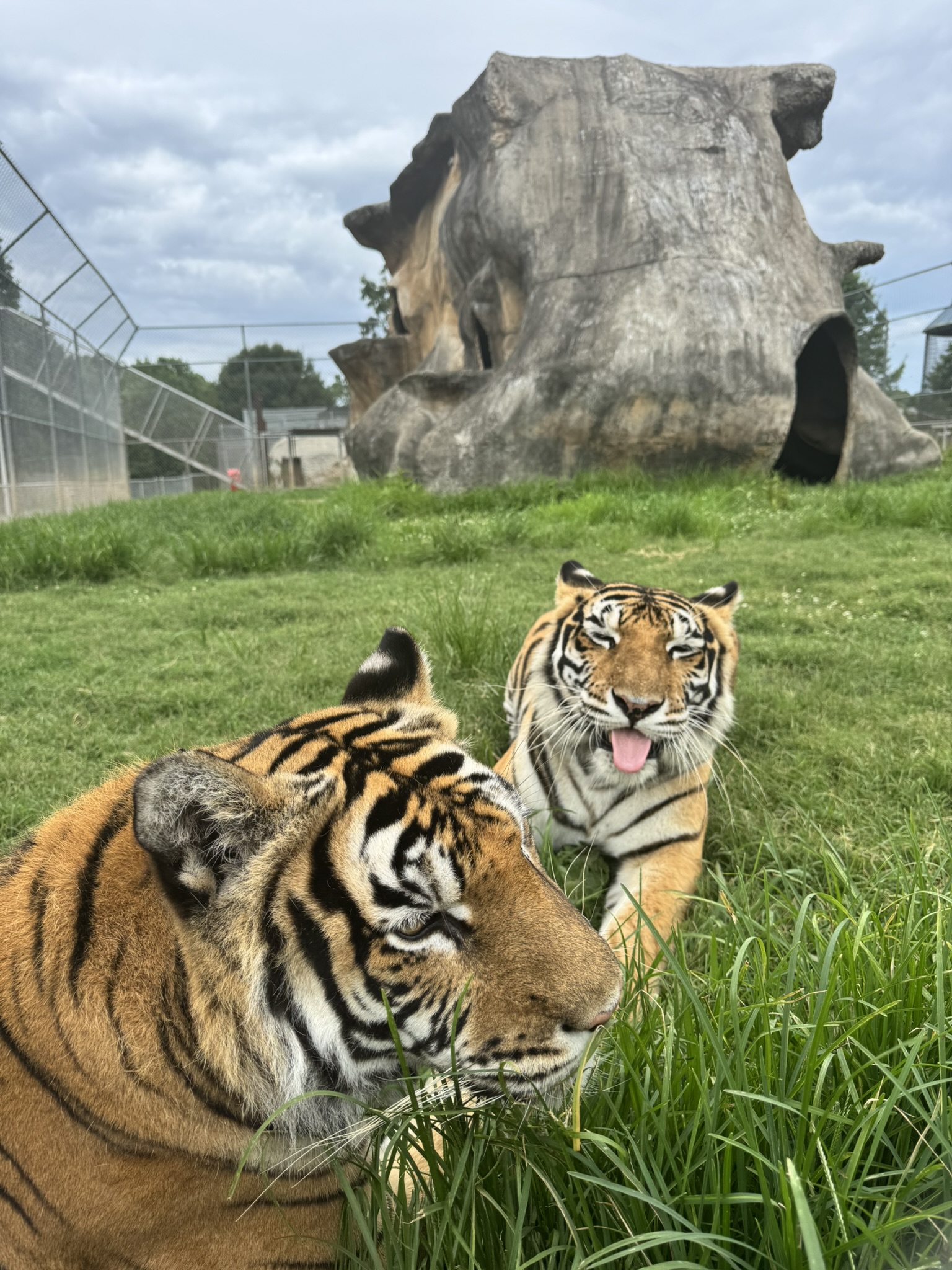 Get up close and personal with our majestic tigers!