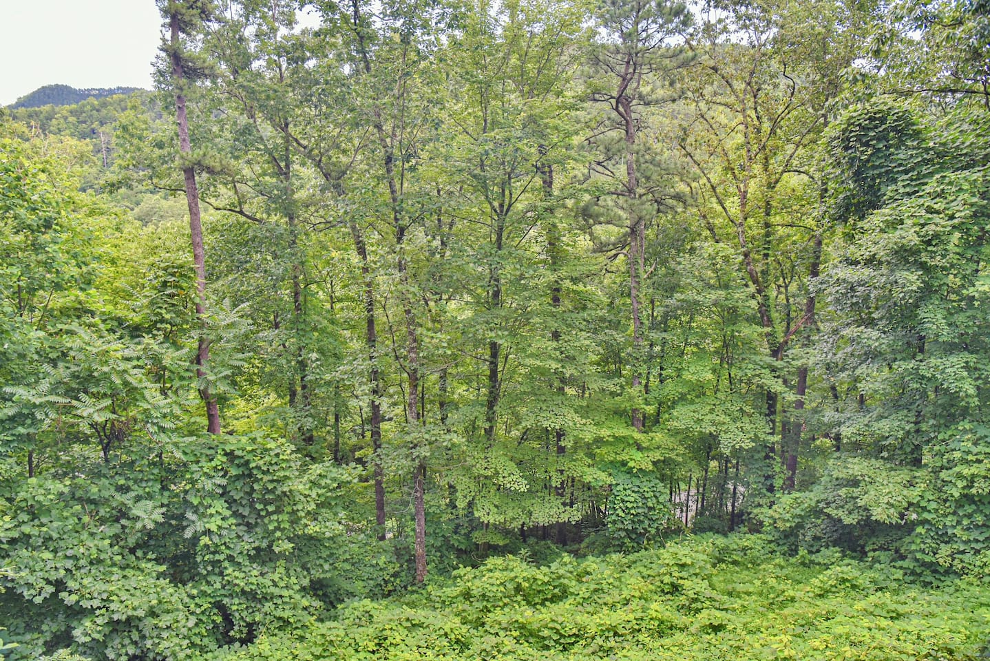 View from Deck