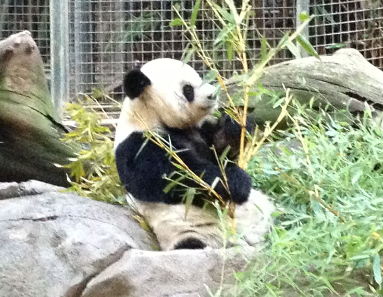 Another of our San Diego Zoo friends who you will enjoy seeing