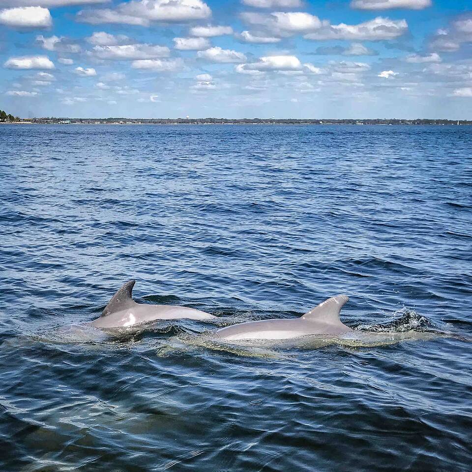 Dolphins playing by the boat