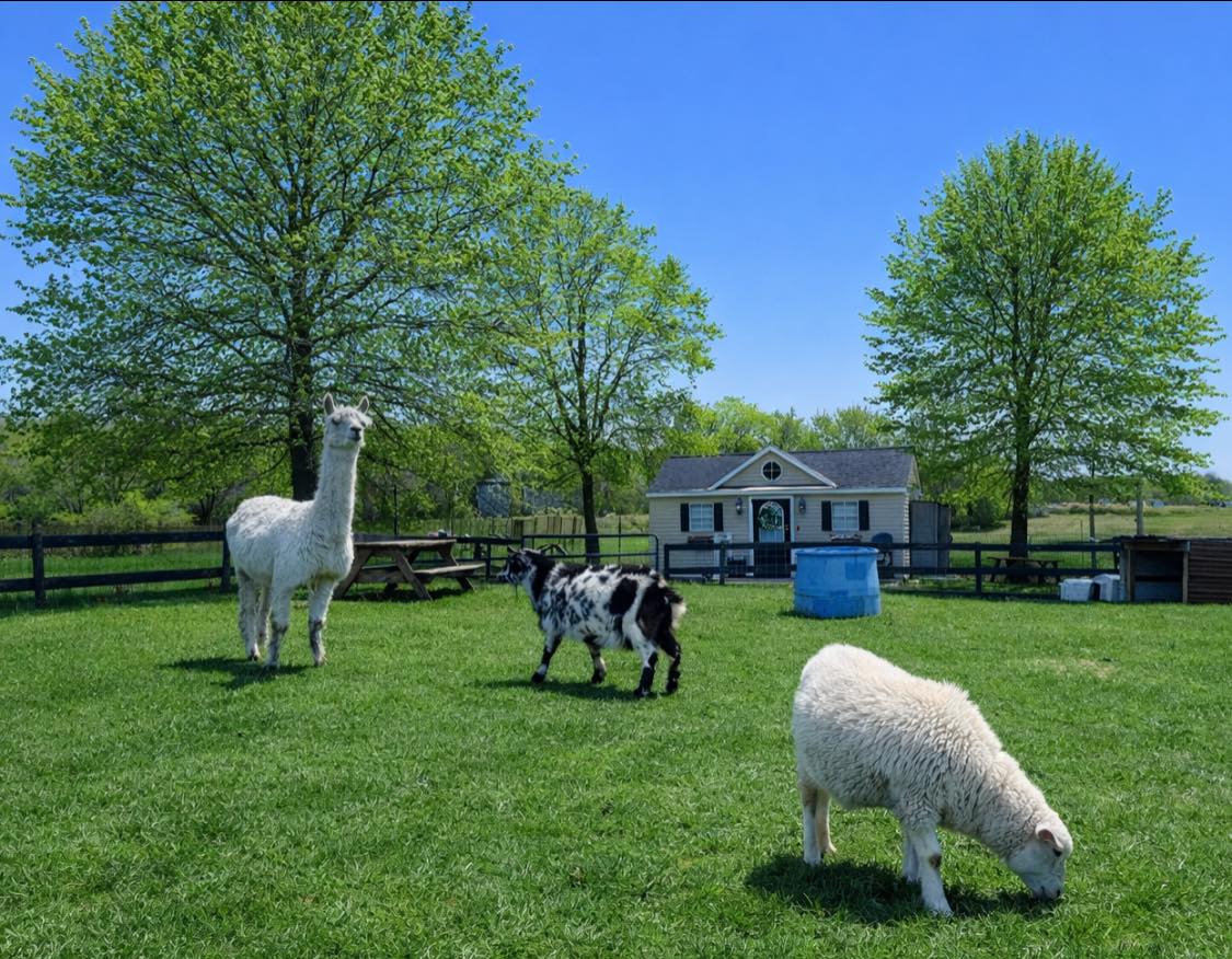 A barnyard of animals to interact with every day!