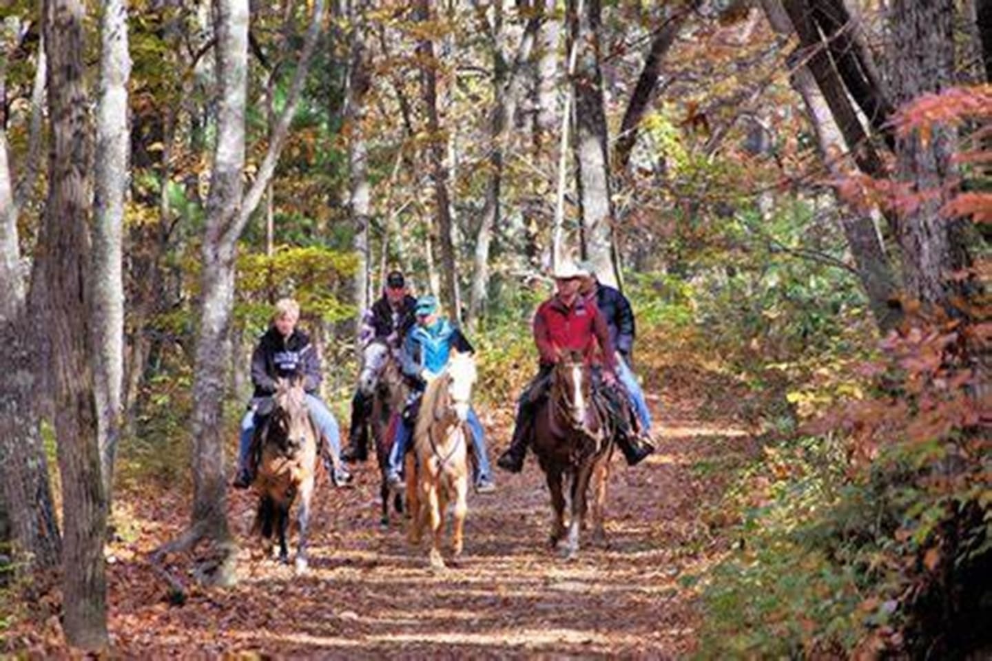 local horseback riding