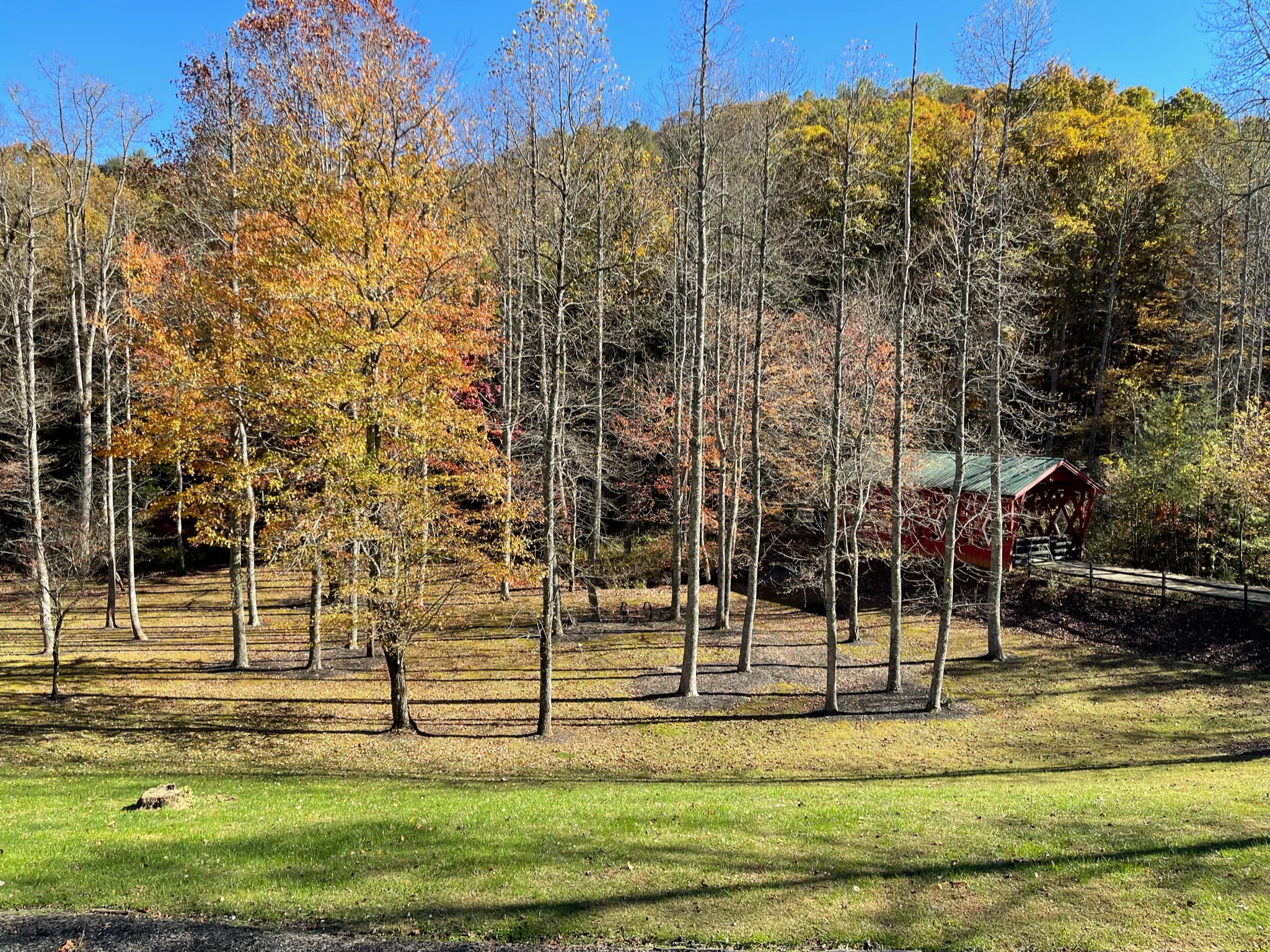 Beautiful yard to run around!