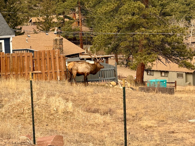 Elk sometimes wander right up to the house, always an incredible sight.