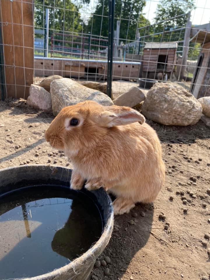 Petting zoos and farms nearby