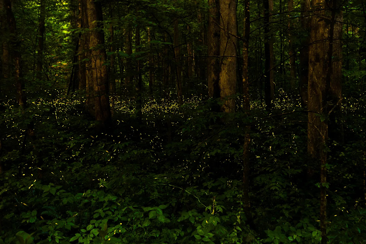 fireflies in the woods