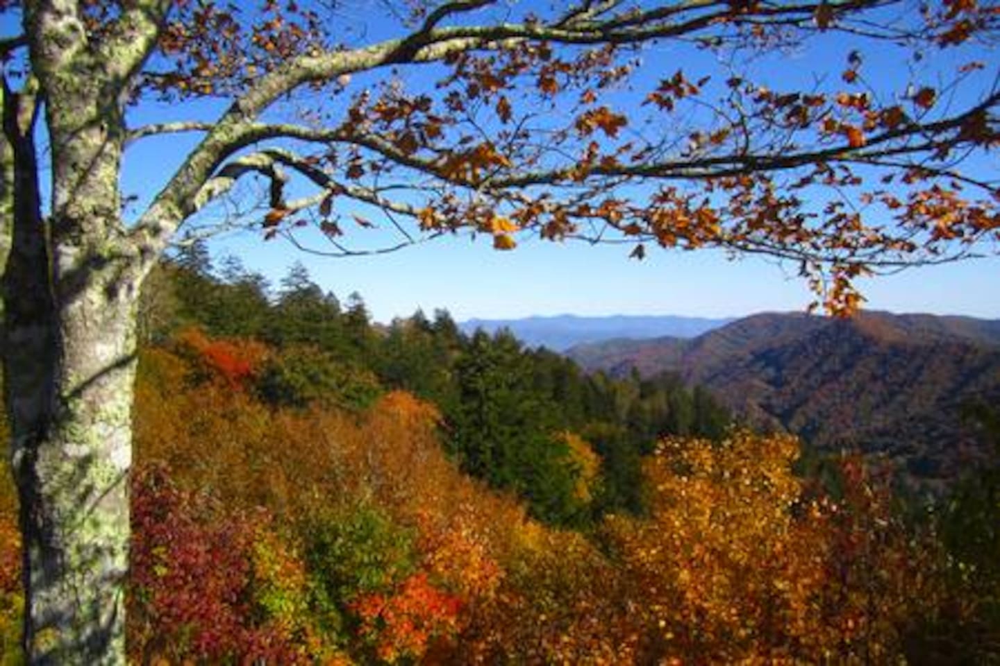 Autumn leaves show a beautiful palette of colors