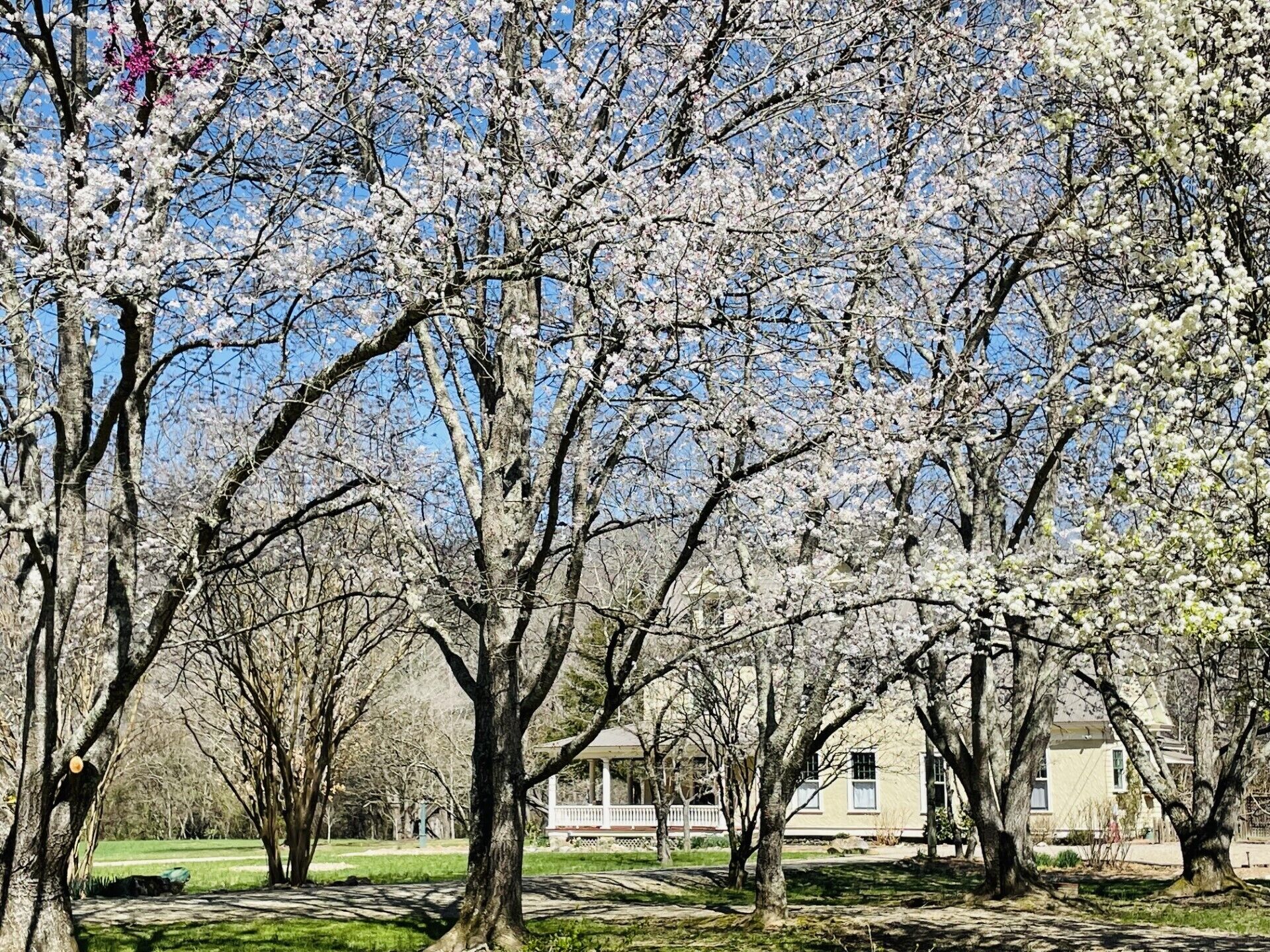 The property features an abundance of gorgeous plants, including these cherry