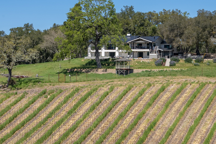Enjoy the quiet beauty of these lush, young vines.
