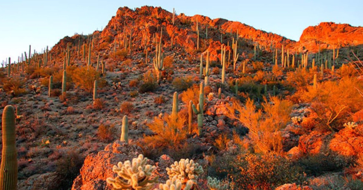 Fall in the desert