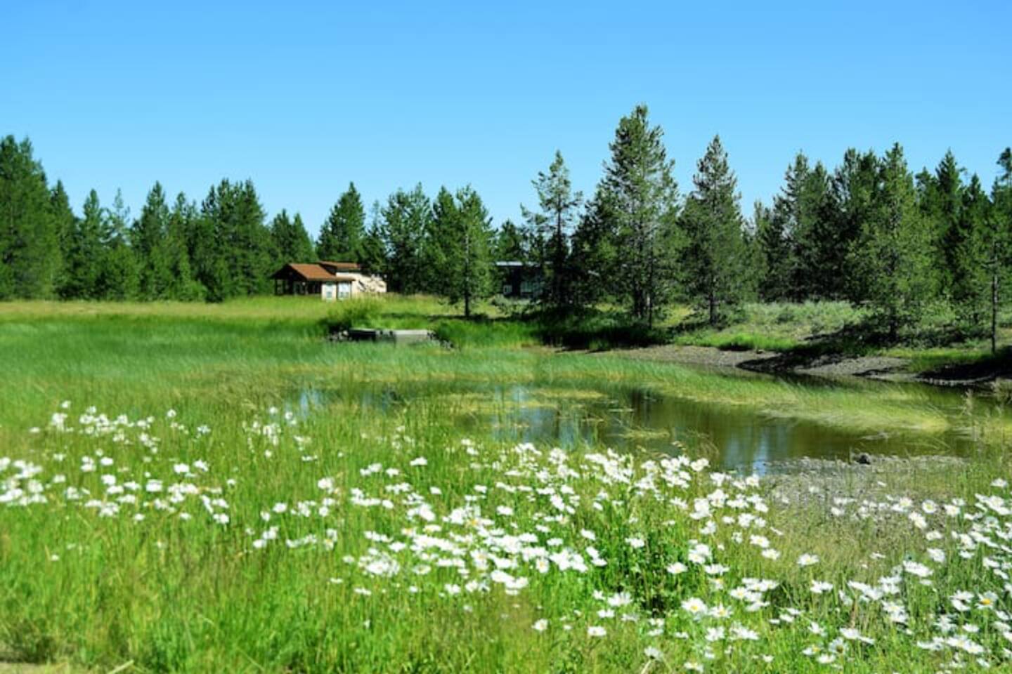 Front of cabin. Pond in summer season.