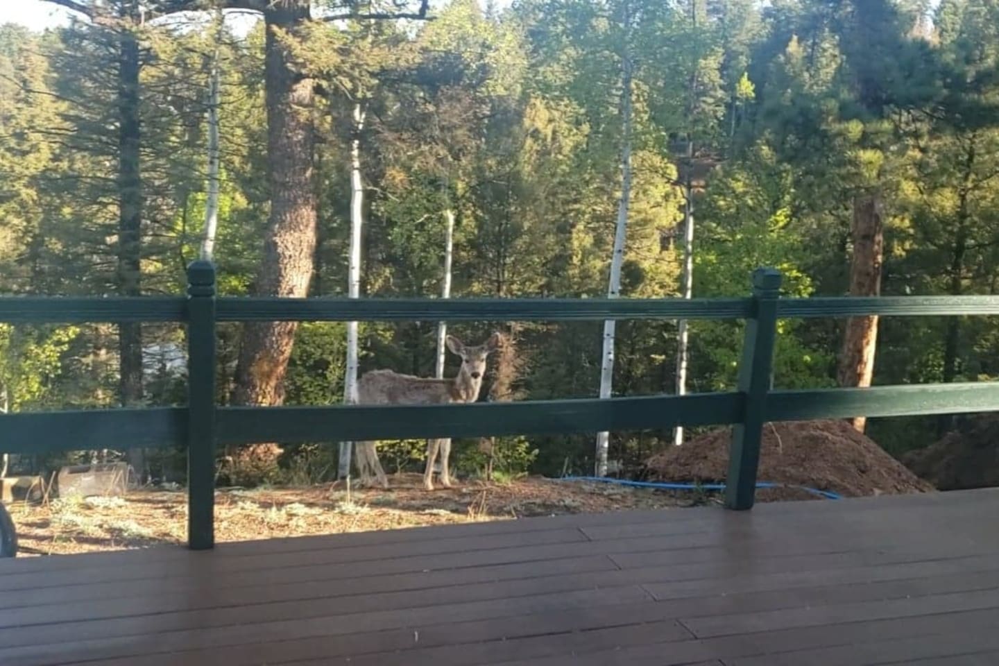 No extra charge for the wildlife show!