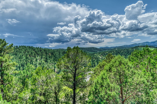 Take in the best of nature with vibrant green trees and clear blue skies — a stunning view that will leave you feeling refreshed and recharged!