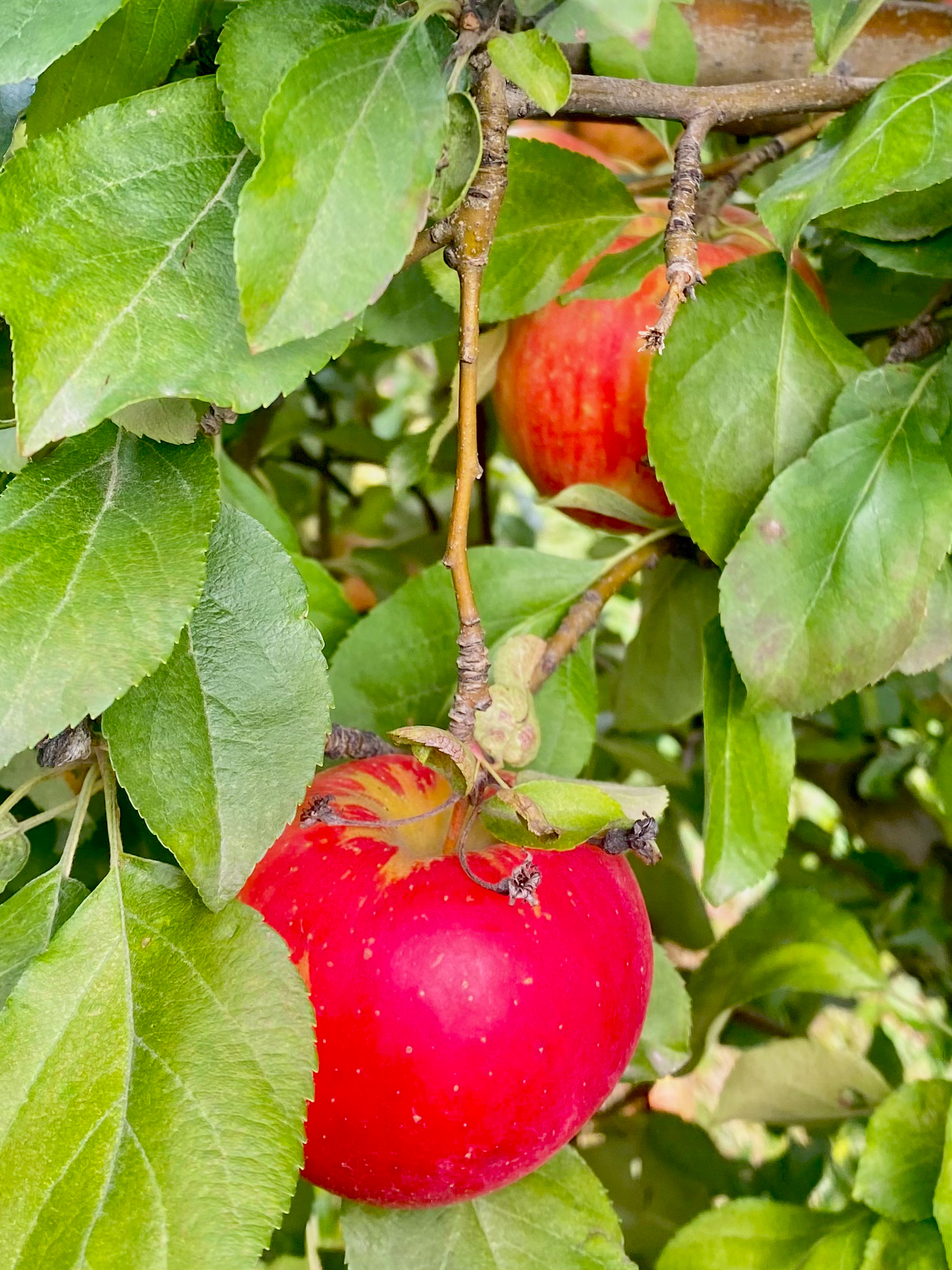 Fall in West Michigan is truly something special! Come stay with us and enjoy the crisp autumn air, beautiful foliage, and nearby orchards bursting with fresh apples. 