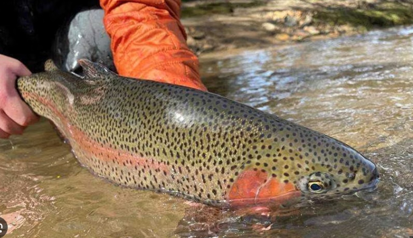 Best Trout Fishing in GA on the Toccoa River