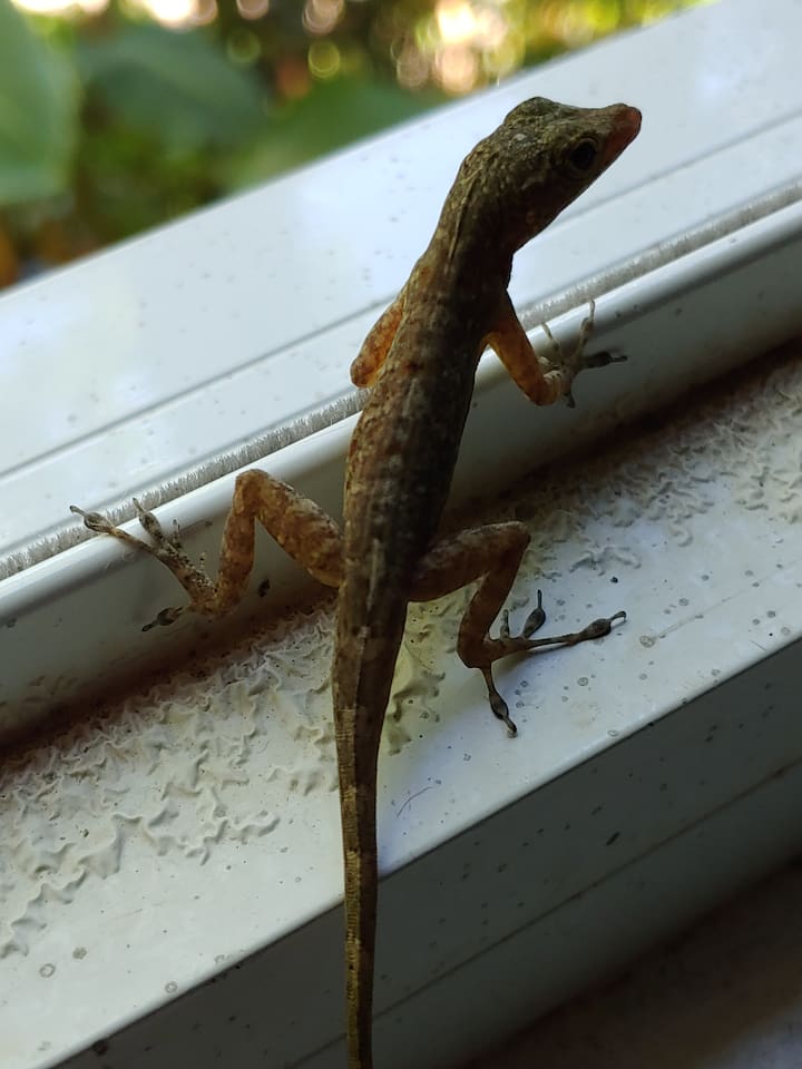 Jungle friend