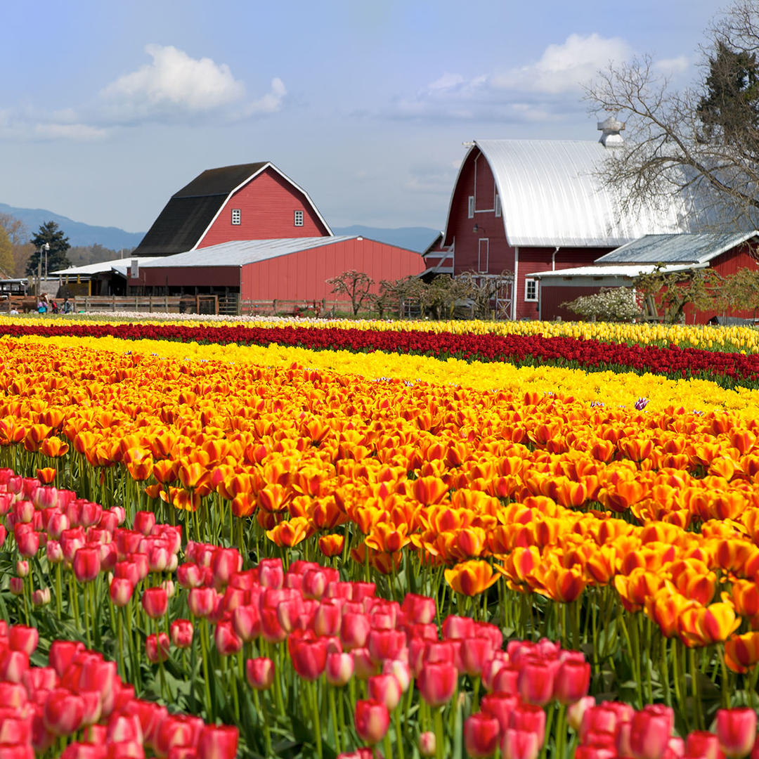 Plan a visit to the tulip fields if you’re in the area during spring.