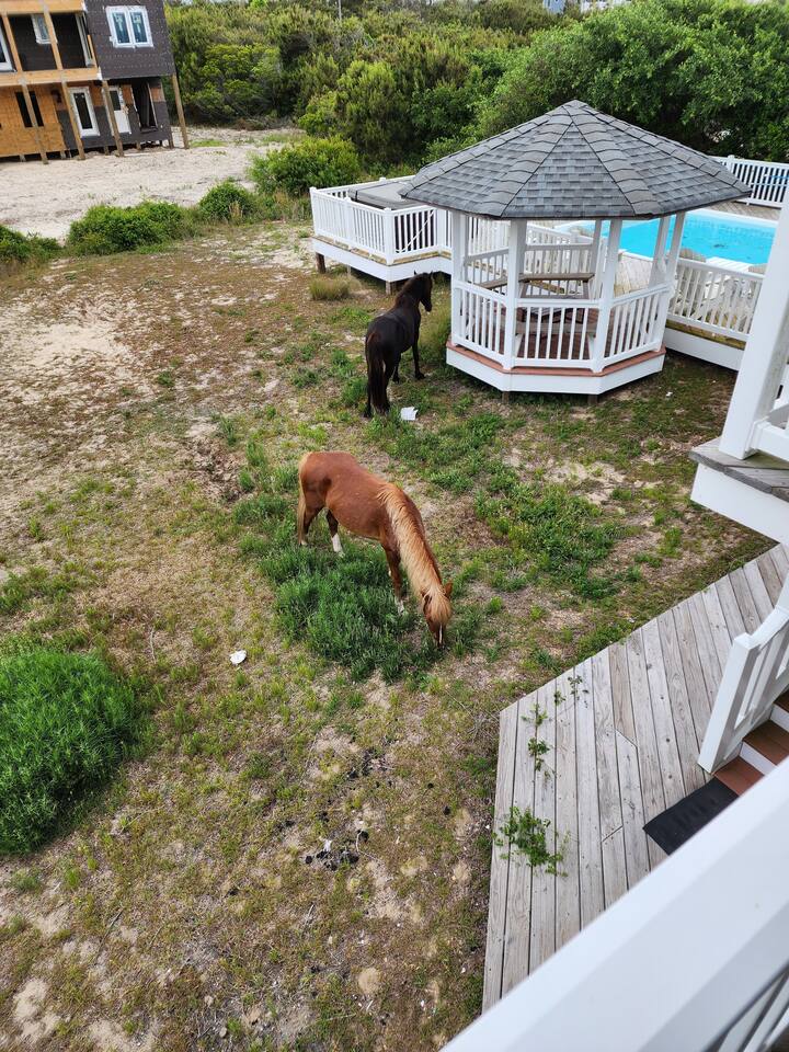 Wild horses in the back yard