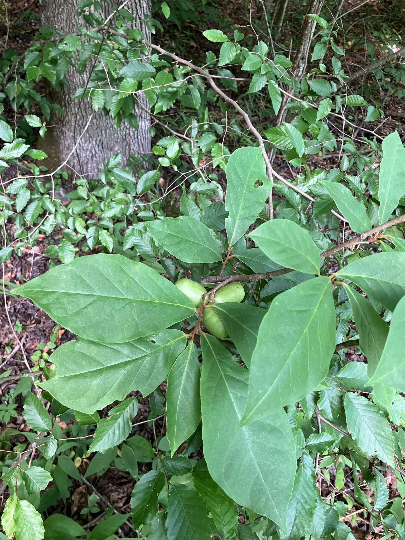 Wild pawpaws.