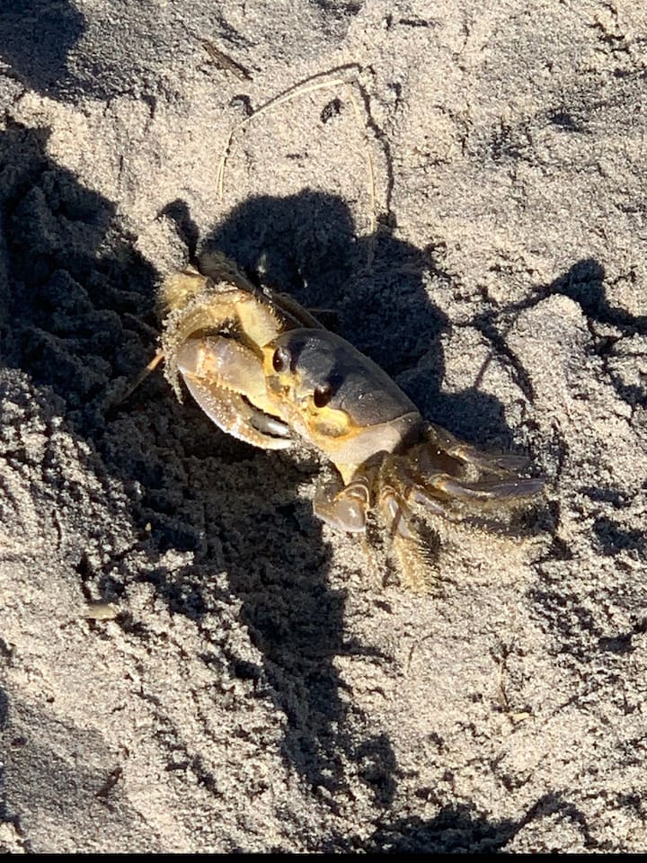 Great sand crab hunting at night with flashlights. 