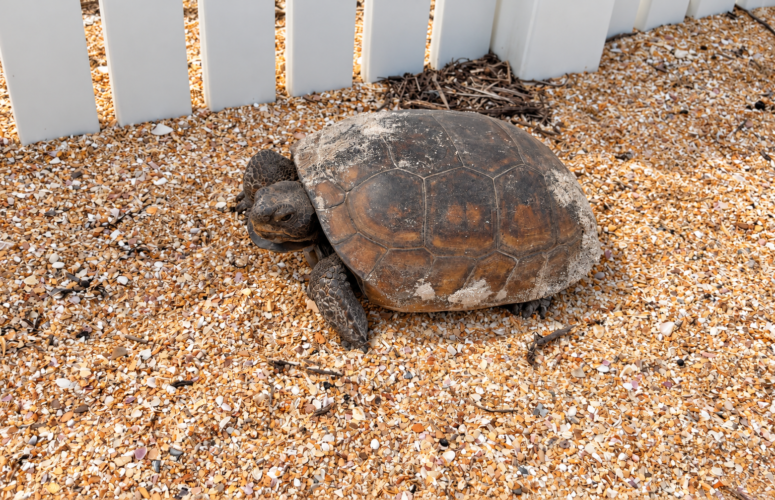 Gopher turtle on Beach access