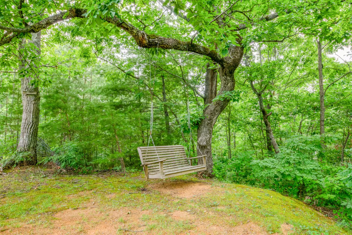 Tree Swing