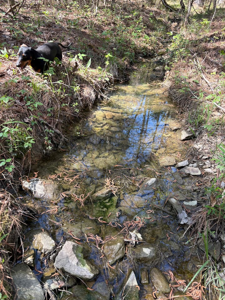 A forest retreat with a natural creek nearby, perfect for peaceful mornings or quiet evening