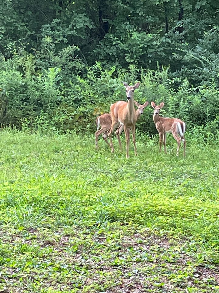 Deer often pass through the property 