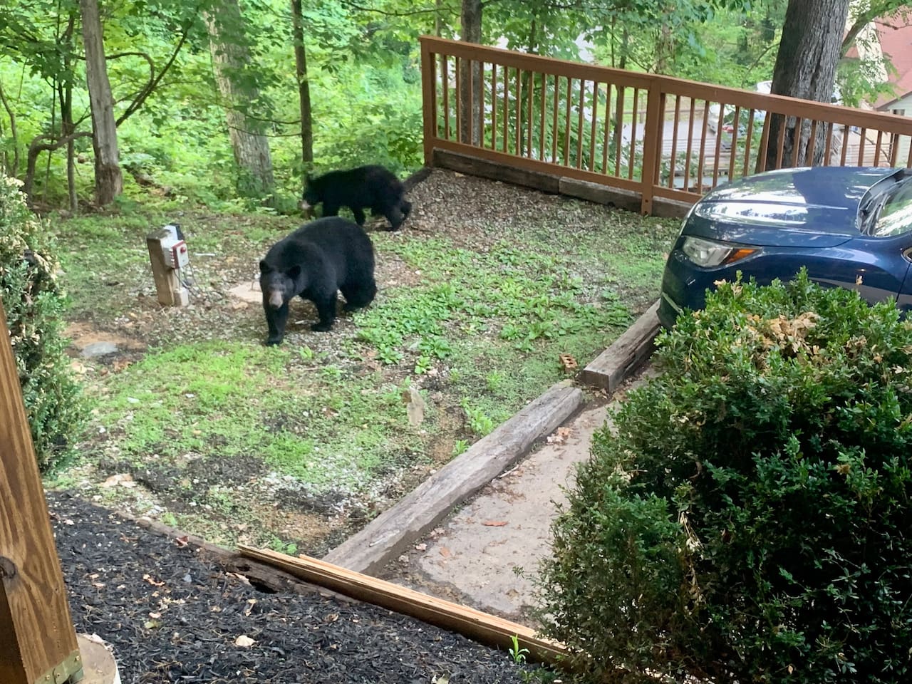 Visitors in the chalet's parking area! Enjoy the incredible opportunity to see black bears around our property; always follow the posted safety guidelines.