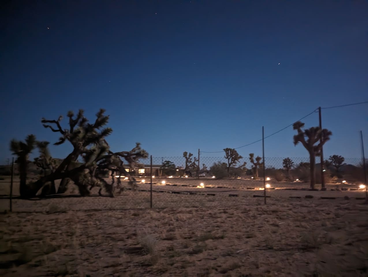 Mature and interesting Joshua Trees