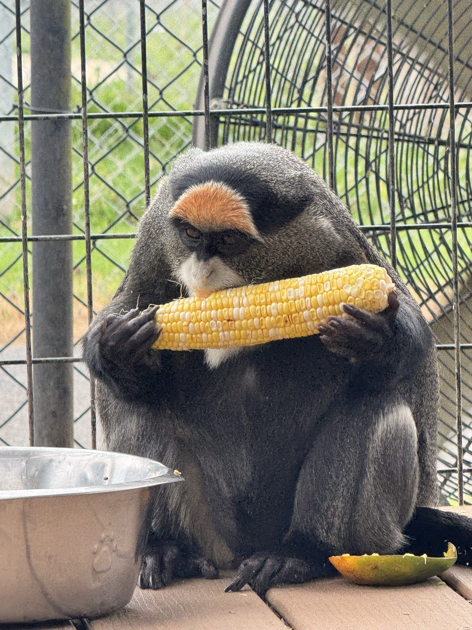 Watch our clever monkeys enjoy their lunch!