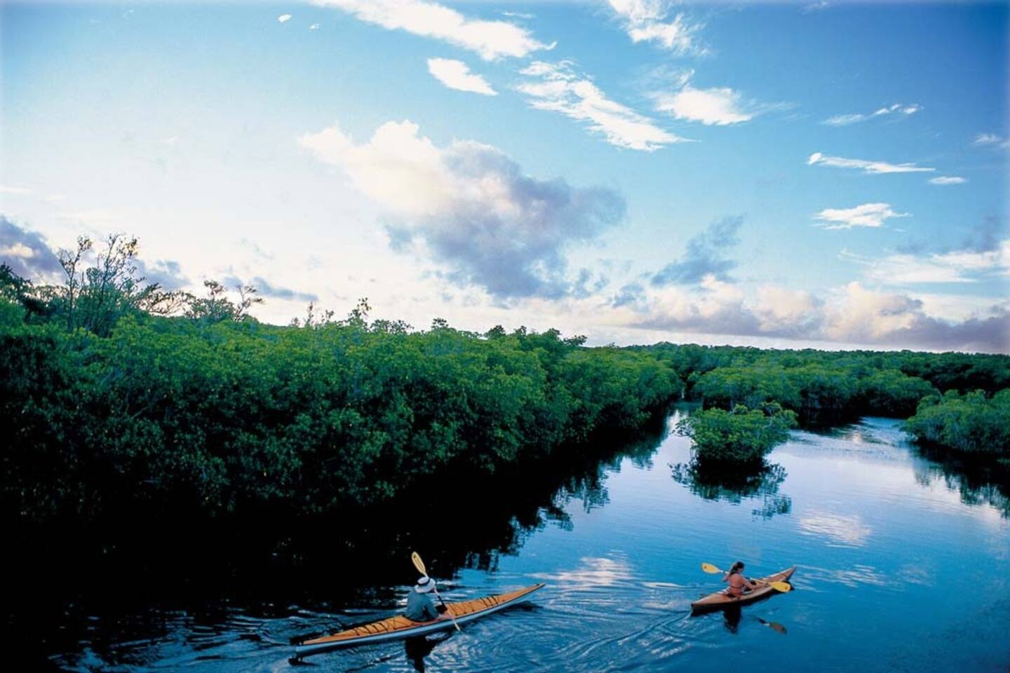 Kayak through the mangroves